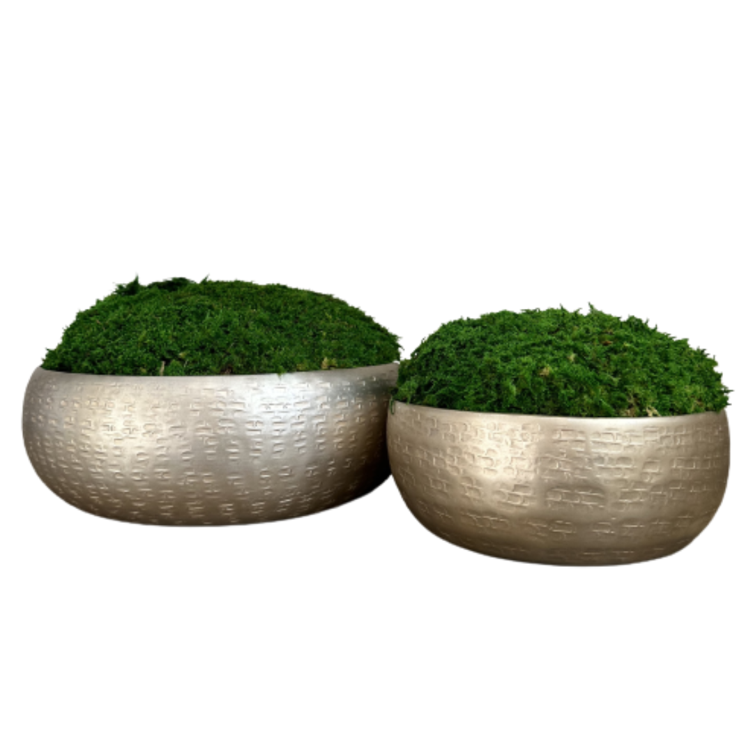 Champagne Natural Moss Bowl