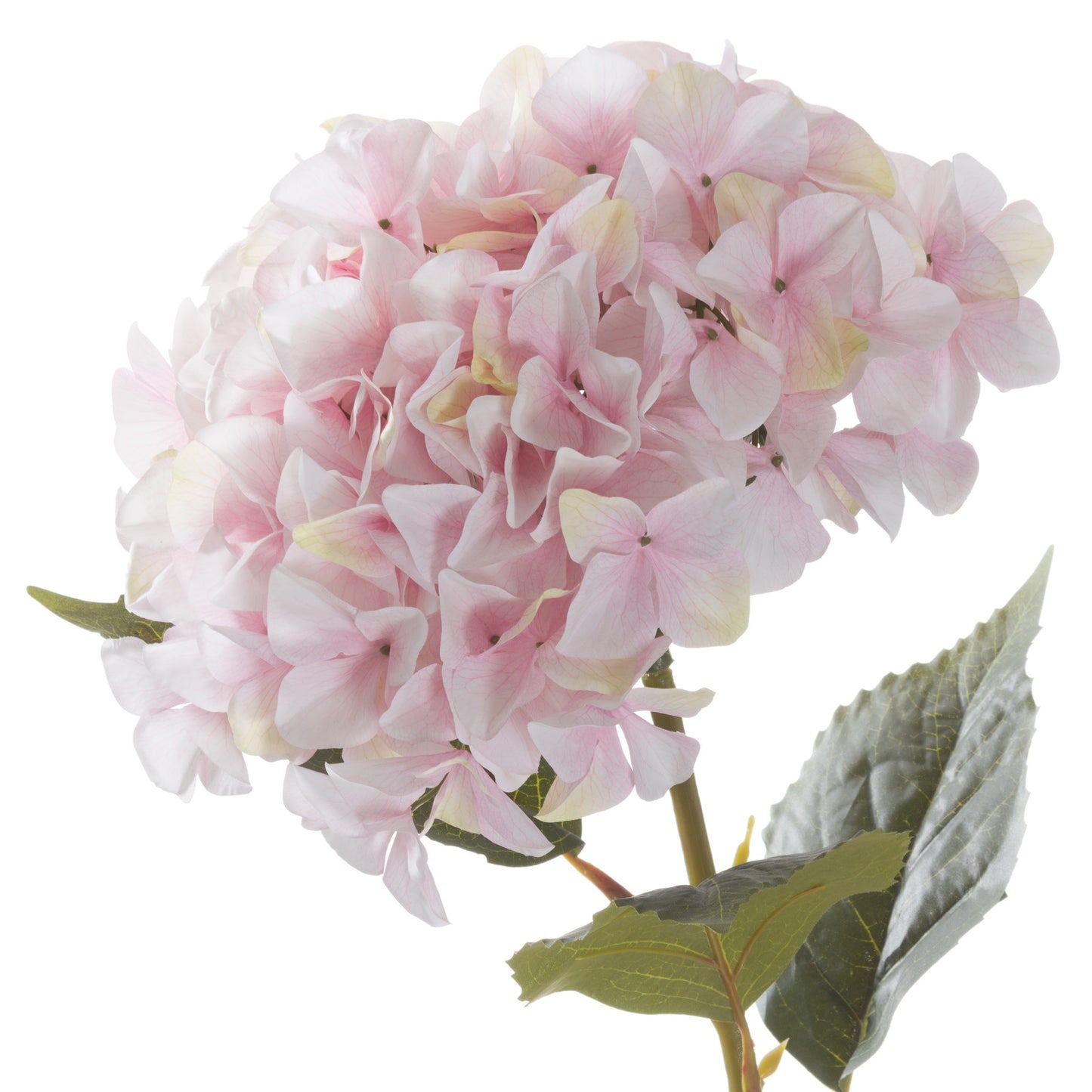 Extra Large Pink Hydrangea