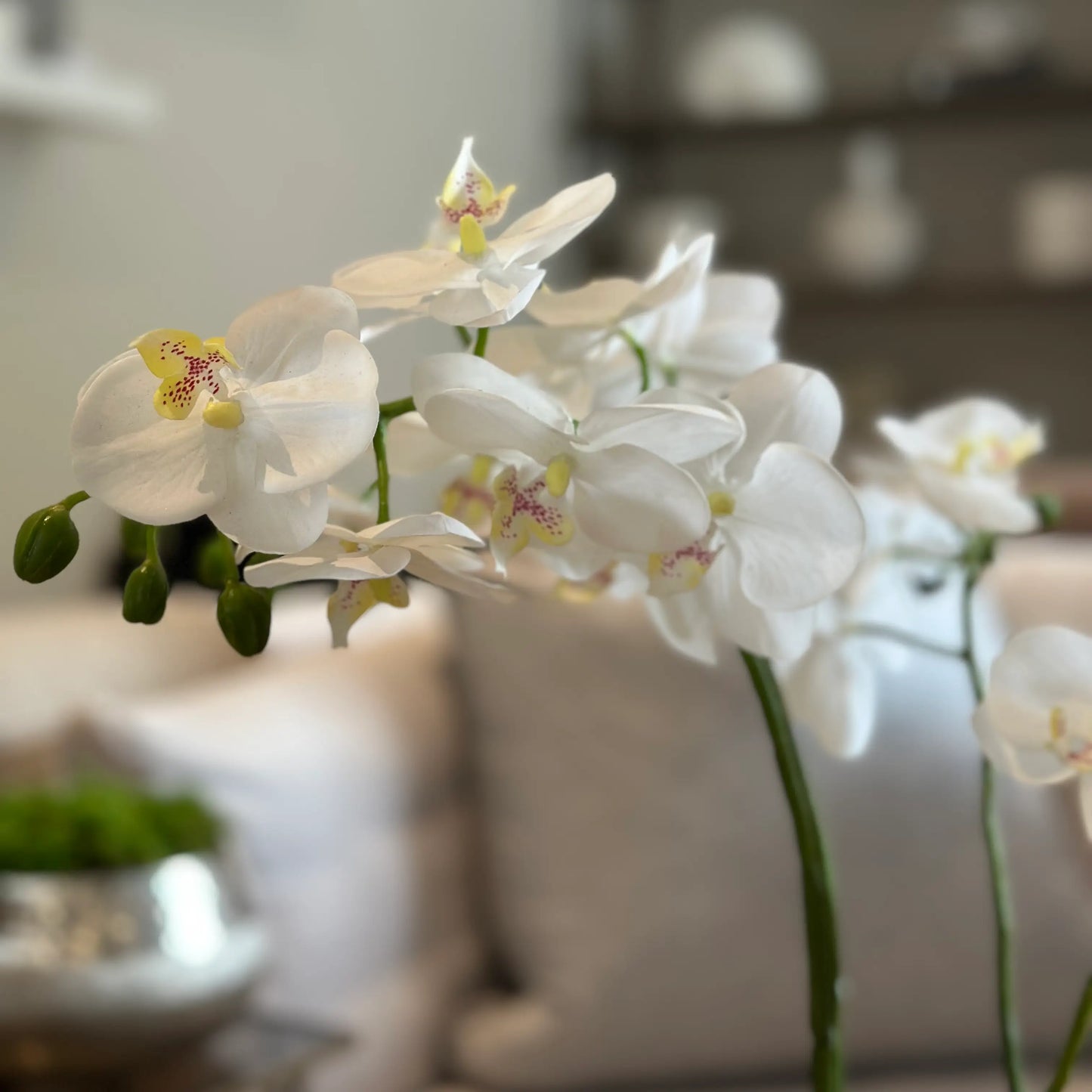 close-up-of-white-faux-orchid-flower-in-round-glass-pot-with-exposed-roots-and-green-leaves-at-albury-house-interiors-essex