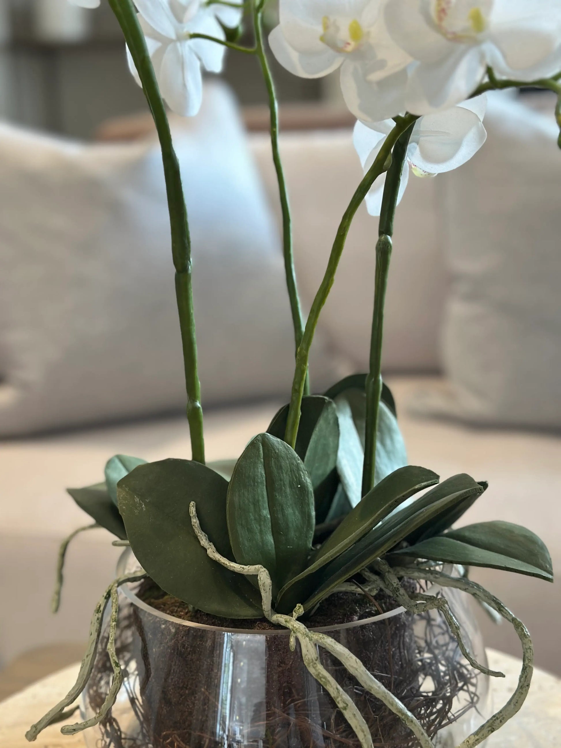 close-up-of-white-faux-orchid-flower-in-round-glass-pot-with-exposed-roots-and-green-leaves-at-albury-house-interiors-essex