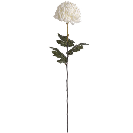 Large Chrysanthemum Stem