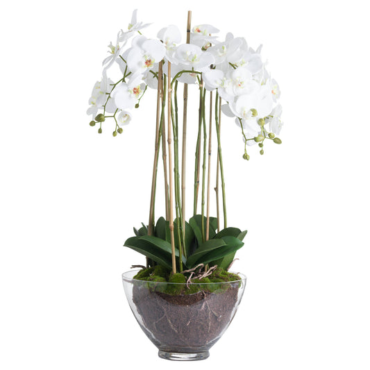 Large Orchid In Glass Pot