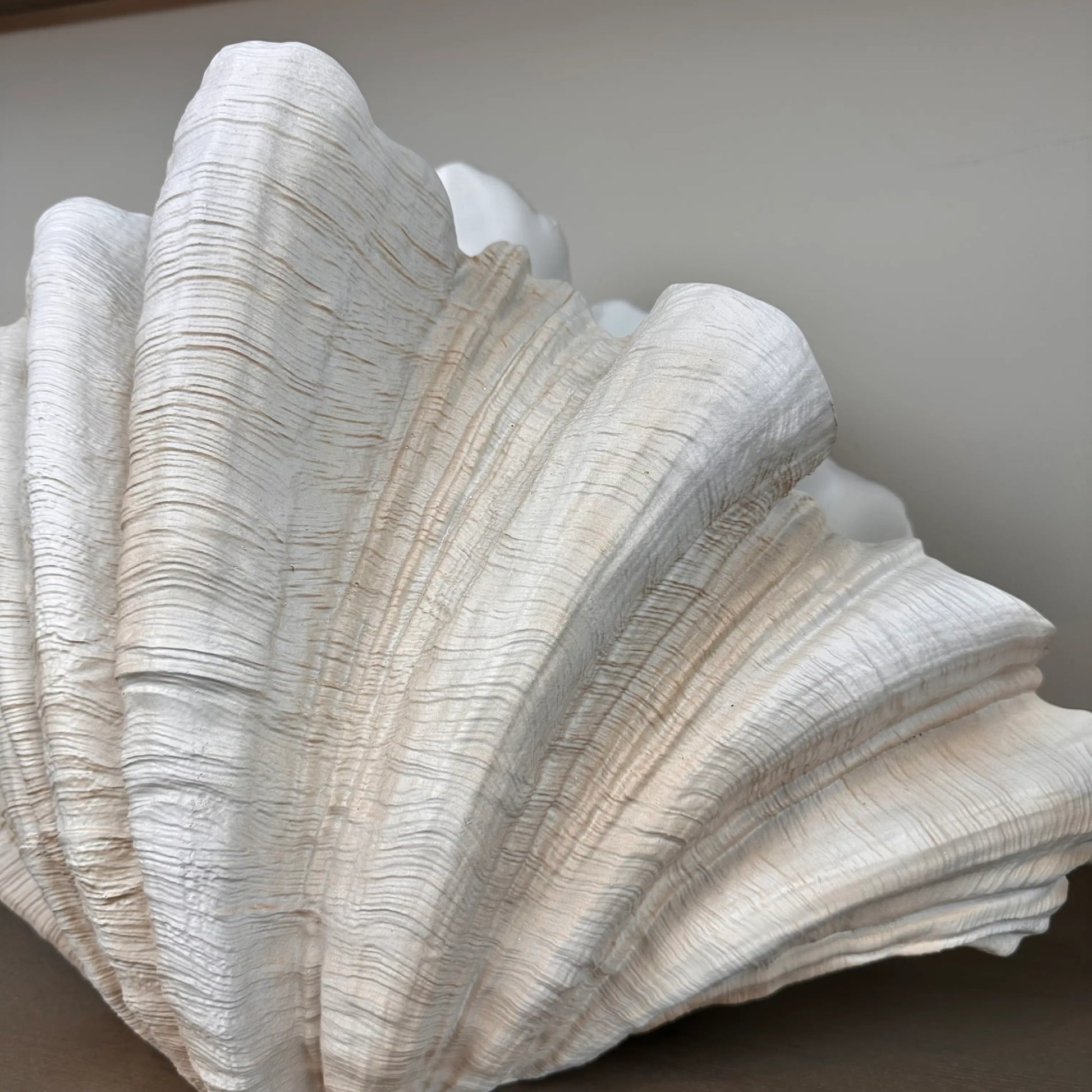 extra-large-clam-shell-vase-ornament-in-neutral-colours-at-albury-house-interiors-showroom-essex