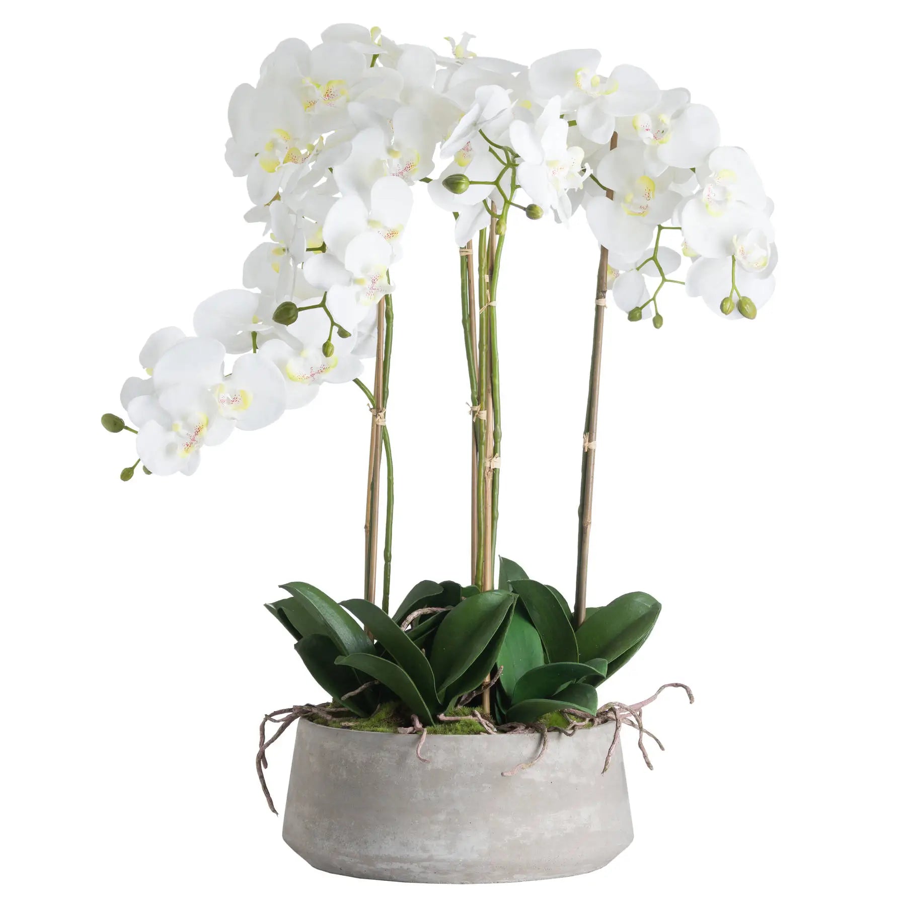 Large realistic faux orchid flower with of leaves and foliage, in grey cement stone round pot, available to purchase from Albury House Interiors - interior design and styling accessories.