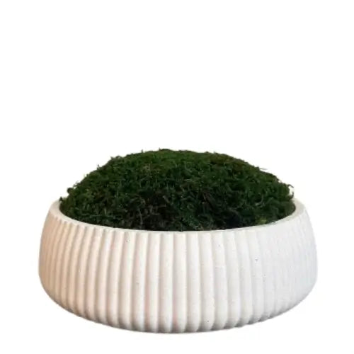 Ribbed white mineral jesmonite stone preserved green moss bowl, used by interior designers, available to purchase at Albury House Interiors.