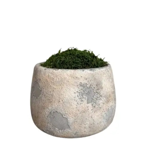 rustic-antique-cement-preserved-moss-bowl-at-albury-house-interiors-home-decor-shop-essex-hertfordshire