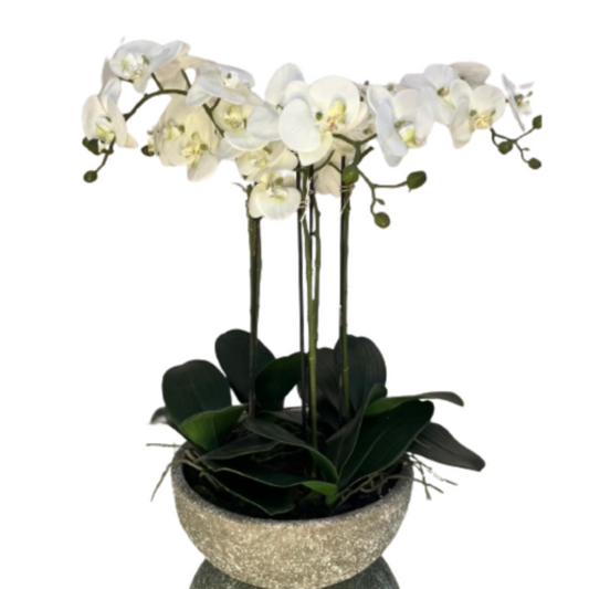Antique Stone Bowl Orchid