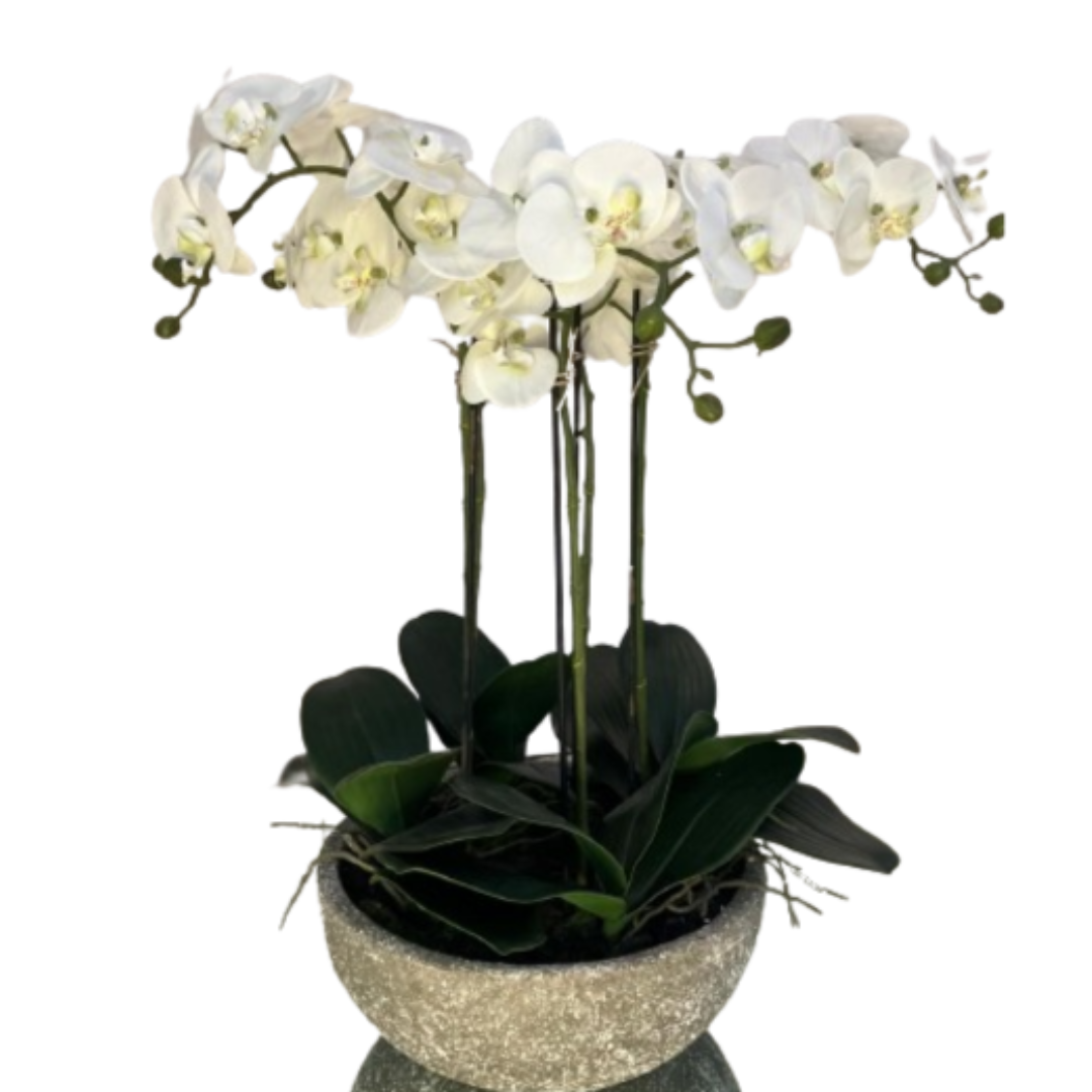 Antique Stone Bowl Orchid