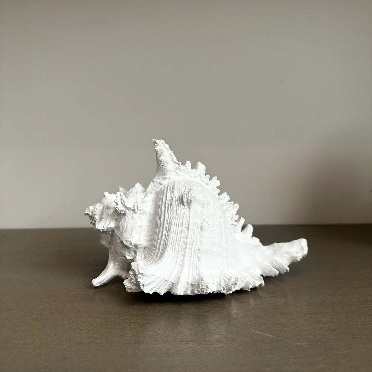 White faux conch shell ornament crafted from resin and finishes in matte white, Available to purchase from Albury House Interiors. 